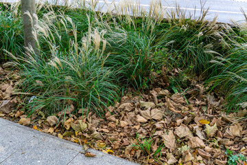 Autumn ornamental grasses and dried leaves under a tree by sidewalk, urban planted greenery in natural seasonal landscape setting