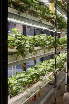 Indoor strawberry farming in a vertical hydroponic setup