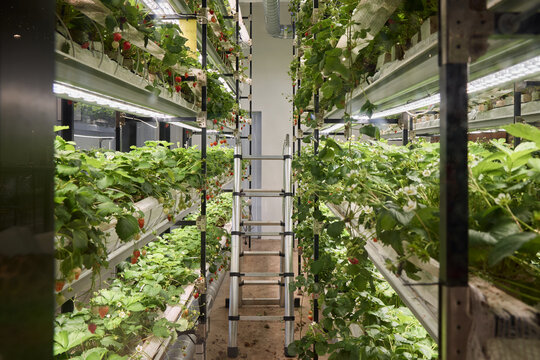 Vertical garden growing strawberries in a modern indoor setup