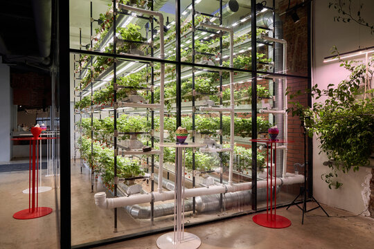 Indoor vertical garden showcasing hydroponic plant growth