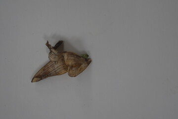 Banana skin that is starting to turn black and dry, placed on a flat, plain white surface.