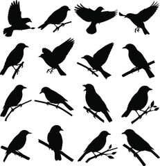 Obraz premium Collection of black bird silhouettes in various poses and flight against a white background