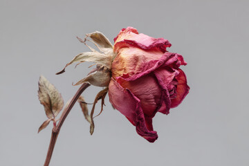 Withered rose aging, delicate pink flower reflecting decay gray background, melancholic still