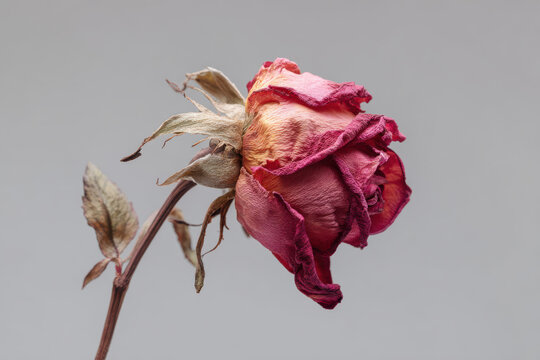 Withered rose aging, delicate pink flower reflecting decay gray background, melancholic still