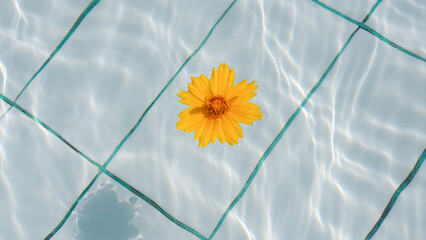Yellow Flower Floating on Clear Blue Swimming Pool Water