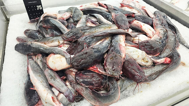 Fresh Catch: A display of freshly caught catfish, A pile of fresh catfish on ice at a market.