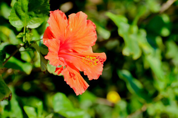 Chinese rose or Hibiscus or Hibiscus rosa sinensis or Hibisceae or Malvaceae , red hibiscus flower