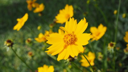 Bright Yellow Coreopsis Flower Blooming in a Sunny Summer Garden