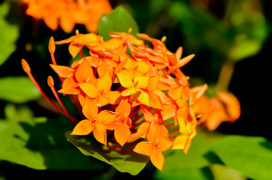 Ixora chinensis Lamk, Ixora spp or Zephyranthes or West Indian Jasmine and orange flower