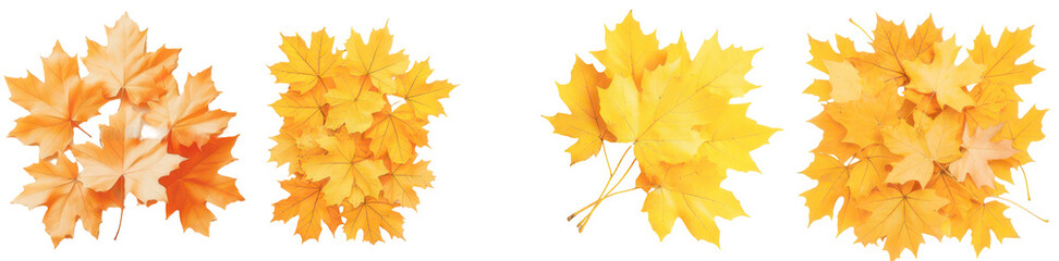 Obraz premium Autumn's Golden Embrace: A vibrant display of autumn leaves, showcasing the season's beautiful hues and textures.