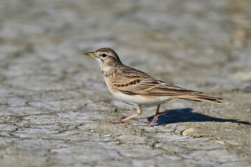 Greater short-toed lark // Kurzzehenlerche (Calandrella brachydactyla) 