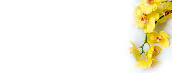 The branch of yellow orchids on white fabric background
