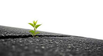 Naklejka premium Small green plant growing through a crack in dark asphalt road, symbolizing resilience and new life.