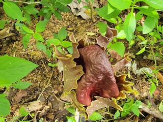 Obraz premium Amorphophallus paeoniifolius (corpse flower)