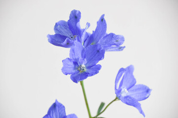 青いデルフィニウム