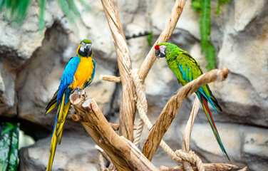blue-and-yellow macaw and Green-winged macaw
