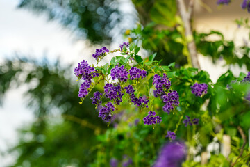 Obraz premium Petrea volubilis Usually grows in clusters up to 30cm long. The flowers Petrea volubilis have an extremely unique and eye-catching purple-blue color