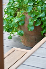 Authentic home garden scene of thriving pennywort with round leaves in textured terracotta pot on wooden deck, partial wooden door visible in foreground under natural dappled sunlight.