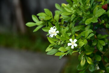 Authentic nature scene of orange jasmine with two blooming white fragrant flowers among dense glossy dark green foliage in shallow depth of field with blurred outdoor background in natural light.