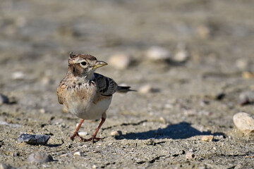 Greater short-toed lark // Kurzzehenlerche (Calandrella brachydactyla) 