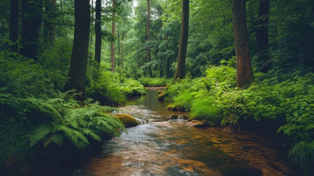 A serene forest stream flows gently through lush green foliage