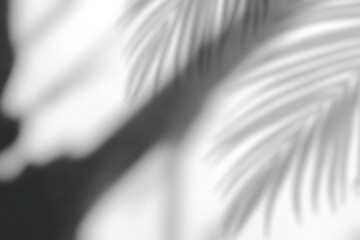 Shadow overlay effect on white background,Realistic blurry palm leaf shadow on wall,Natural shadow...