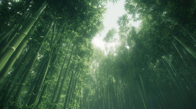 Looking up through a dense bamboo forest with sunlight filtering through - Powered by Adobe