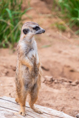 Meerkat, Suricata suricatta, on hind legs. Portrait of meerkat standing on hind legs with alert expression. Portrait of a funny meerkat sitting on its hind legs.