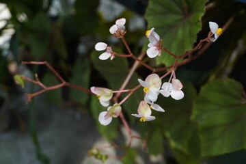 Tiny White Begonia Flowers on Reddish Stems
