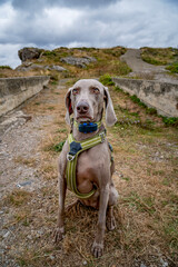 Beautiful Weimaraner Dog Sitting Portrait with Harness and GPS Collar Outdoor