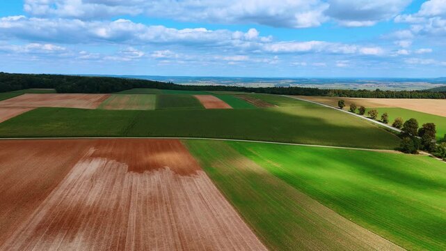 Drone view of cornfield rows under blue sky. Aerial close-up of endless rows of corn plants on farmland with blue sky and horizon.