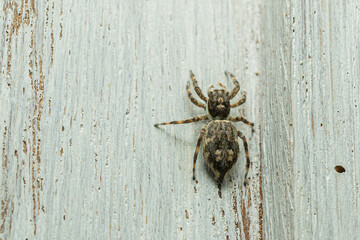 Jumping Spider on Wooden Surface – Macro Photography of Arachnid Behavior and Detail