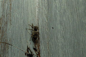 Jumping Spider on Wooden Surface – Macro Photography of Arachnid Behavior and Detail