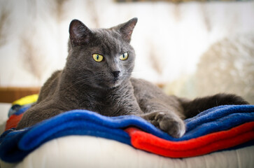 Gray cat resting on soft blue blanket