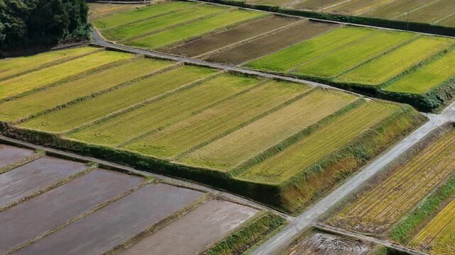 A field of rice is shown in a panoramic view. The rice is in rows and the field is very large