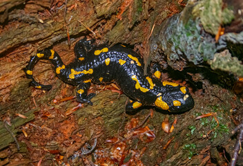 Fire salamander (Salamandra salamandra) on damp forest floor among decaying wood, showing its characteristic black body with bright yellow warning spots