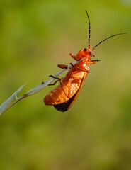 Close-up of a red soldier beetle (Rhagonycha fulva) perched on a grass stem against a soft green background in natural sunlight