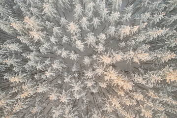 Aerial view of winter spruce forest texture. Beautiful landscape abstraction. Down view