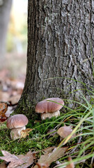 Groupe of young Fresh Porcini mushrooms grows in the autumnal oak forest. Autumn harvest vibes background.