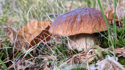 Close up of Fresh Porcini mushroom grows in the autumnal forest. Autumn harvest vibes background.