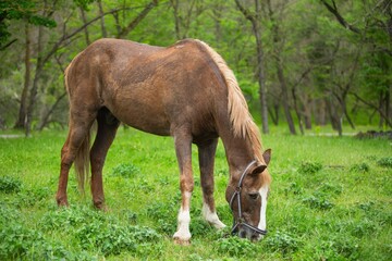 brown horses grazing and walking on green grass.