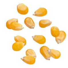 close-up photograph of multiple scattered raw yellow maize kernels, or popping corn, isolated on a solid transparent background, showcasing texture and detail.