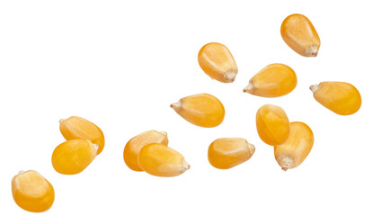 dynamic photograph of raw yellow popcorn kernels captured suspended in mid-air or falling rapidly, isolated against a uniform transparent background.