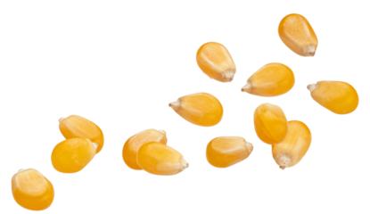 dynamic photograph of raw yellow popcorn kernels captured suspended in mid-air or falling rapidly, isolated against a uniform transparent background.