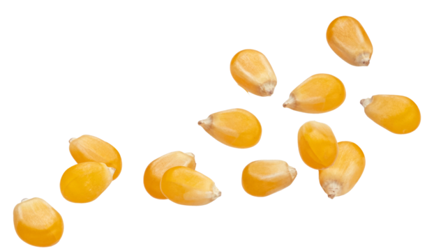 dynamic photograph of raw yellow popcorn kernels captured suspended in mid-air or falling rapidly, isolated against a uniform transparent background.