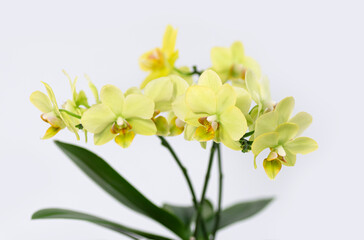 Obraz premium mini orchid yellow phalaenopsis flower closeup floral plant