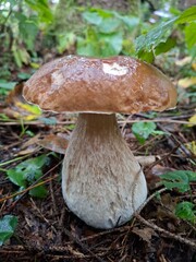 Porcini mushroom in the forest