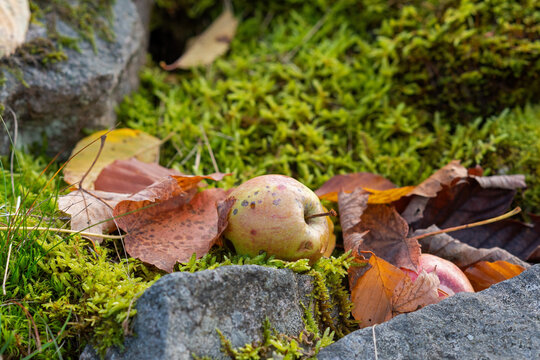 Fallen apples and fallen leaves on the ground in a garden.