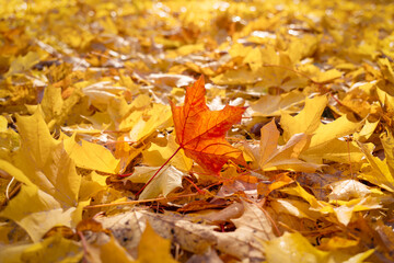 A large orange maple leaf rests on yellow fallen autumn leaves in a park. Autumn mood. A carpet of fallen autumn leaves