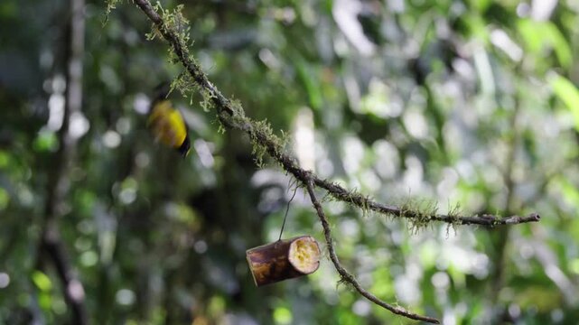 Footage of a Golden Tanager Tangara arthus and a Yellow-throated Euphonia Euphonia laniirostris perched together on a branch in Colombia.